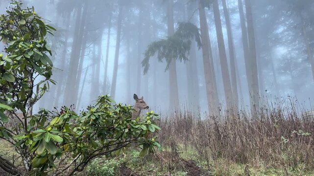 Deer at edge of foggy forest.