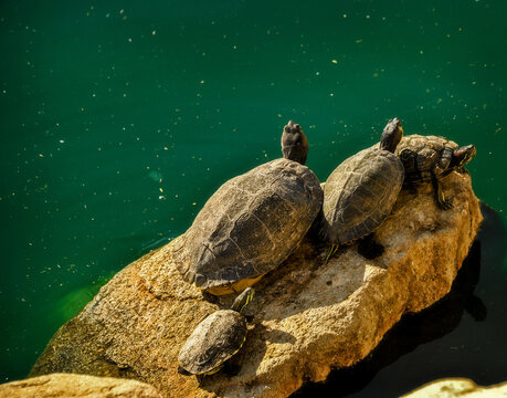 four turtles on a rock