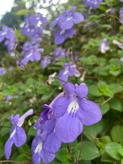 Vertical close-up of purple False African Violet flowers (Streptocarpus saxorum). Delicate blooming garden plant with white throats and soft bokeh background.
