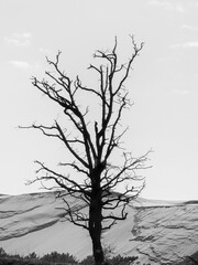 dead tree silhouette