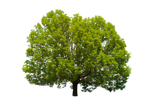 Einzelbaum isoliert als Freisteller &uuml;ber transparentem Hintergrund