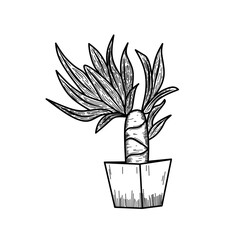 vector illustration of a plant