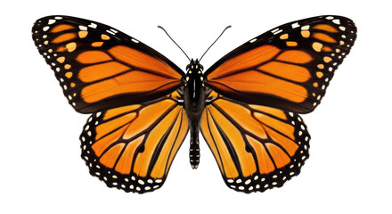 Monarch butterfly PNG isolated on transparent background, orange and black wings with white spots, beautiful insect for design projects © Finn