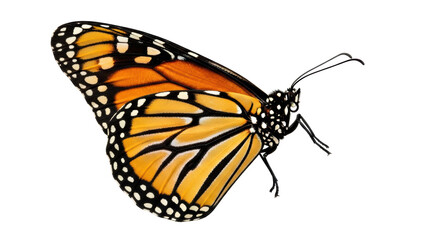 Monarch butterfly PNG isolated on transparent background, orange and black wings with white spots, insect for nature and wildlife designs © Nolan