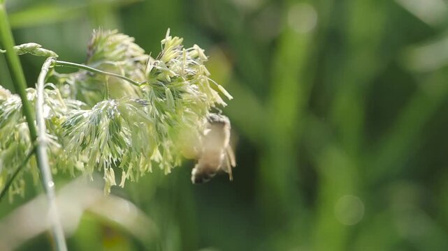 Bee collects pollen from a plant in the meadow