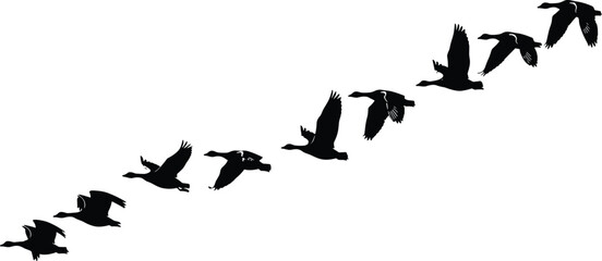 Silhouette of flying wild geese in formation migration freedom journey nature wildlife travel sky birds teamwork seasonal movement concept © Shirina