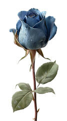 A blue rose on a transparent background.