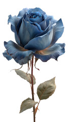 A blue rose on a transparent background.