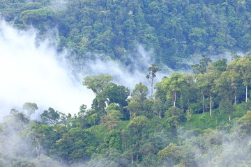 Rein forest, Parque Nacional Cayambe-Coca,  Ecuador