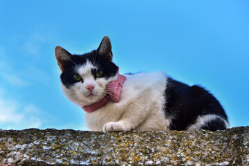 Black and white cat with a bow on the wall © Pawparazzi