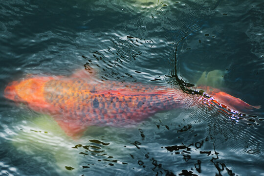 Tranquil koi fish gliding through rippling water surface