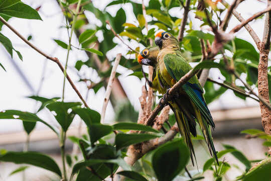 Budgerigars perched on branches in lush environment