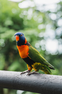 Rainbow lorikeet perched on a branch in vibrant nature