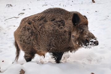 Dzik w lesie © Dariusz