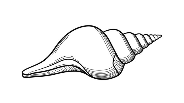 Detailed line art of a conch seashell shows the natural spiral pattern and texture of the sea creature in black and white.