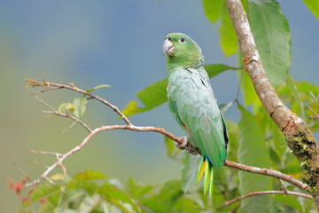 Obraz premium Southern mealy amazon, Amazona farinosa, Parque Nacional Cayambe-Coca, Ecuador