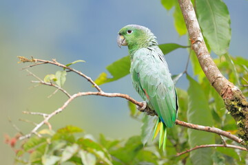 Obraz premium Southern mealy amazon, Amazona farinosa, Parque Nacional Cayambe-Coca, Ecuador