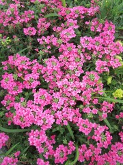 Fototapeta premium 芝桜（シバザクラ）の花のアップ