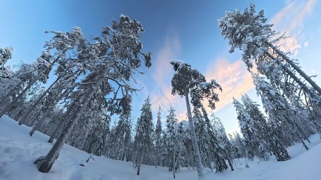 Ultra Wide Timelapse of Snowy Lapland Forest With Moving Clouds and Curved Horizon