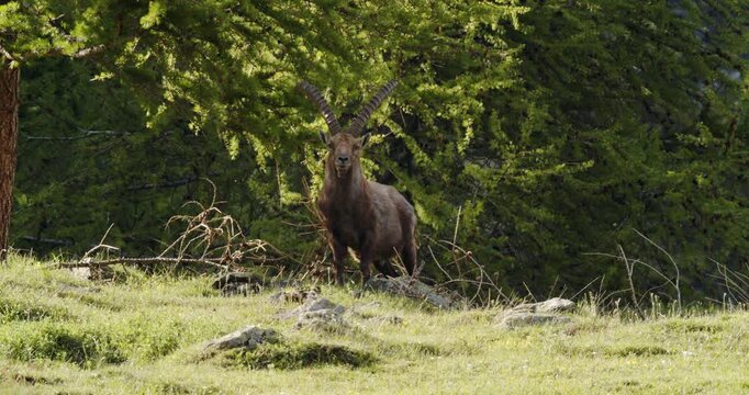 Alpine ibex looking near a tree
