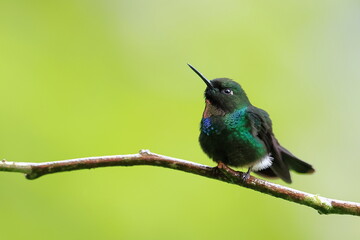 Naklejka premium Tourmaline sunangel, Heliangelus exortis, Ecuador
