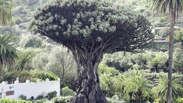 Close-Up of Drago Milenario, Ancient Dragon Tree in Tenerife
