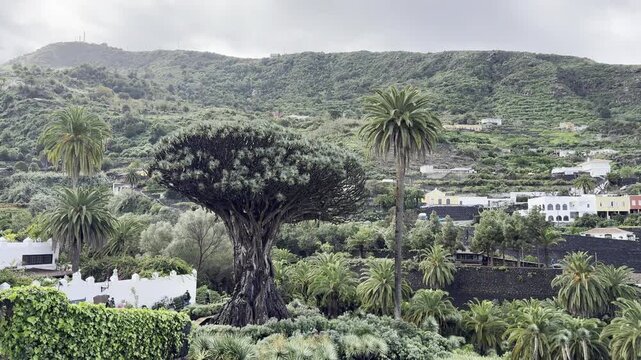 View of Drago Milenario, Iconic Dragon Tree in Icod de los Vinos Tenerife

