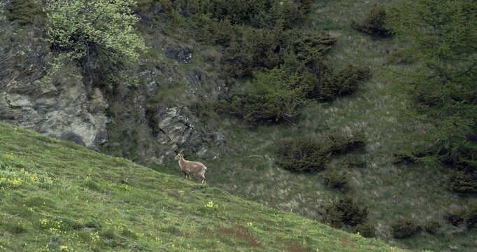 Ibex climbing up a green meadow