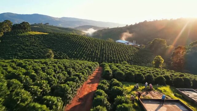 Harvesting coffee at a farm in the mountains of Colombia during a sunny day