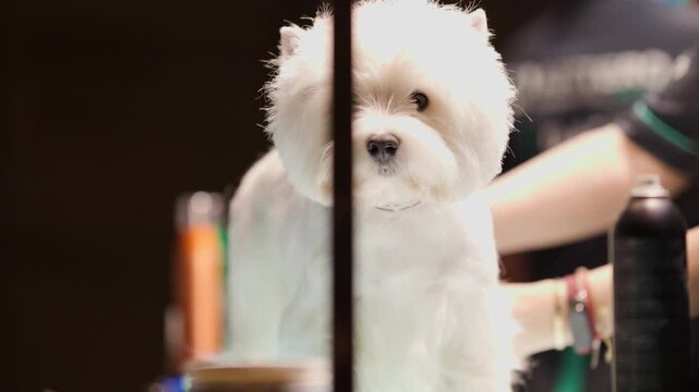 Curious white maltese dog at a grooming salon