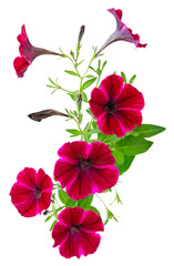 Gros plan de surfinia rouge