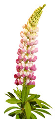 Fleur de Lupinus polyphillus	