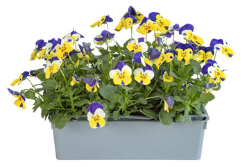 Barquette de Viola cornuta	