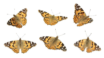 Papillon Vanessa cardui 