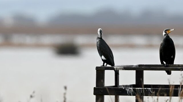 Cormorants sitting on a pier