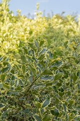 Houx &lsquo;Ilex aquifolium Argenteo marginata'	