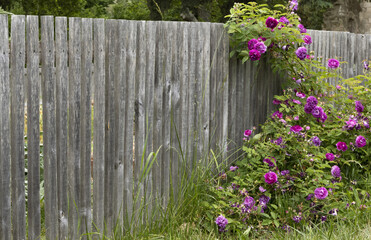 Palissade en bois dans un jardin