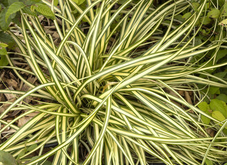 Carex oshimensis Evergold	