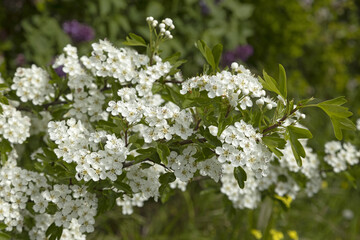 Floraison du Crataegus azarolus