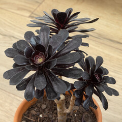 Aeonium arboreum atropurpureum
