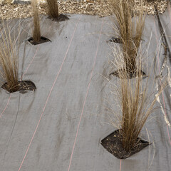 Toile de paillage en polypropyl&egrave;ne sur un massif	