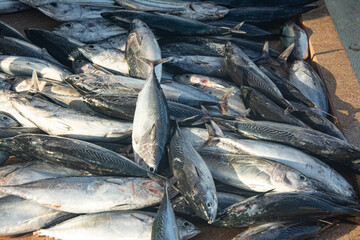 Fresh Tuna Fish at Seafood Market