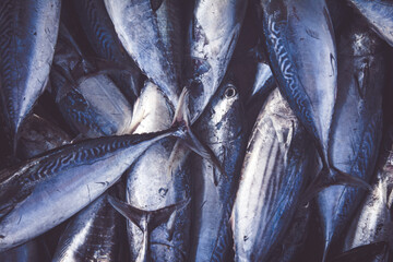 Fresh Tuna Fish at Seafood Market