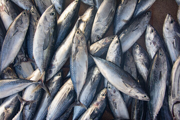 Obraz premium Fresh Tuna Fish at Seafood Market