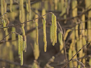 sunny green male hazel catkins on a branch - corylus
