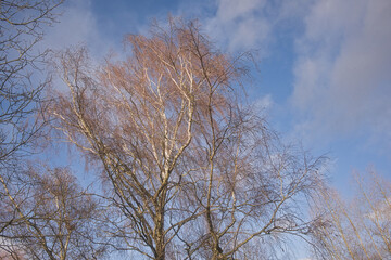  White and red branches of a bare silver birch on a blue sky with grey clouds - Betula pendula 