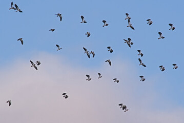Flock of northern lapwings in flight on a blue sky with soft clouds - Vanellus vanellus 
