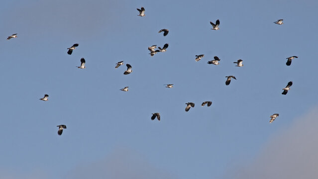 Flock of northern lapwings in flight on a blue sky with soft clouds - Vanellus vanellus 