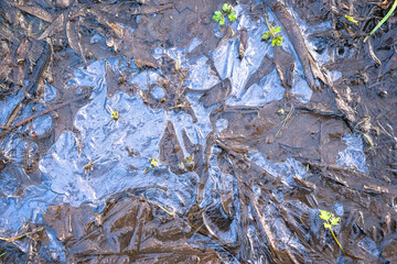  frozen puddle on a muddy forest floor on a cold winter day 