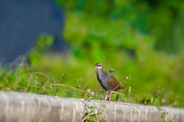 Yellow-banded water hen, Hypotaenia philippensis, West Papua.